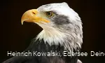 Ein Seeadler der Greifenwarte des WildtierParks Edersee