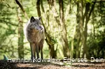 Der Wolf im Wildgehege des WildtierParks Edersee